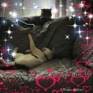 Meet your Posher, Frances